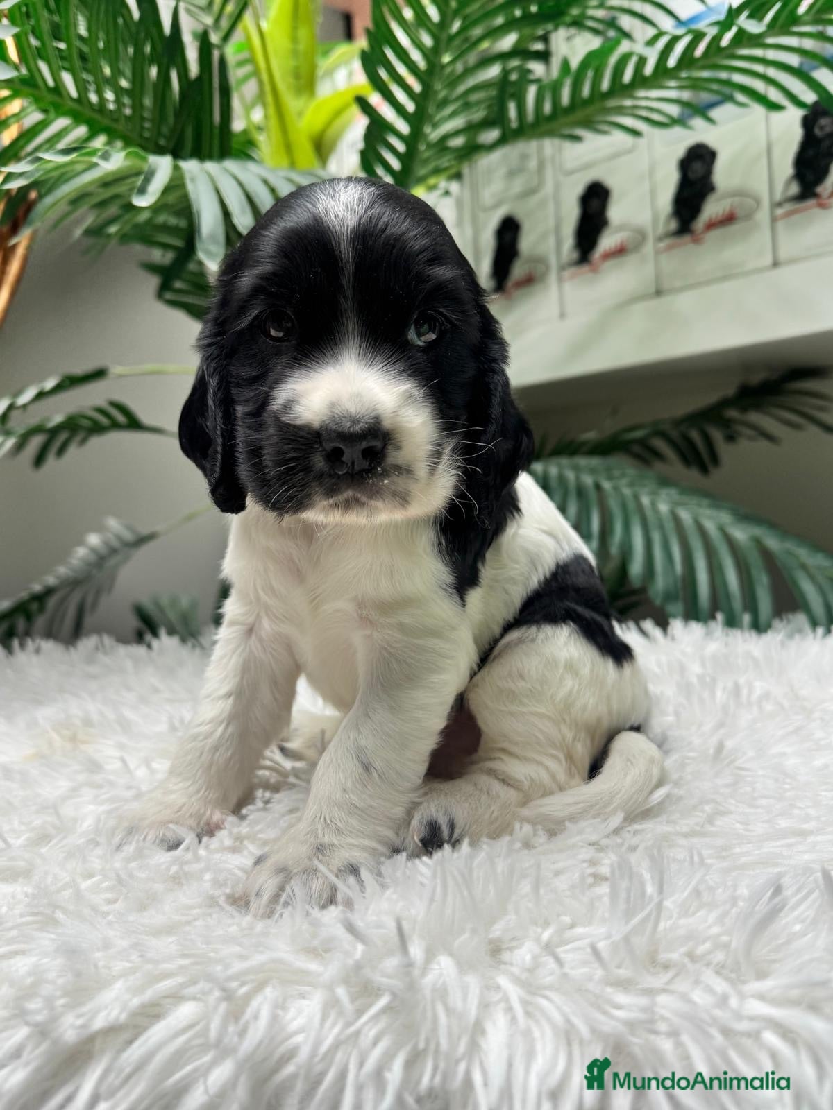 Cocker Spaniel Inglés perros COCKER 💙 - Anuncio 1