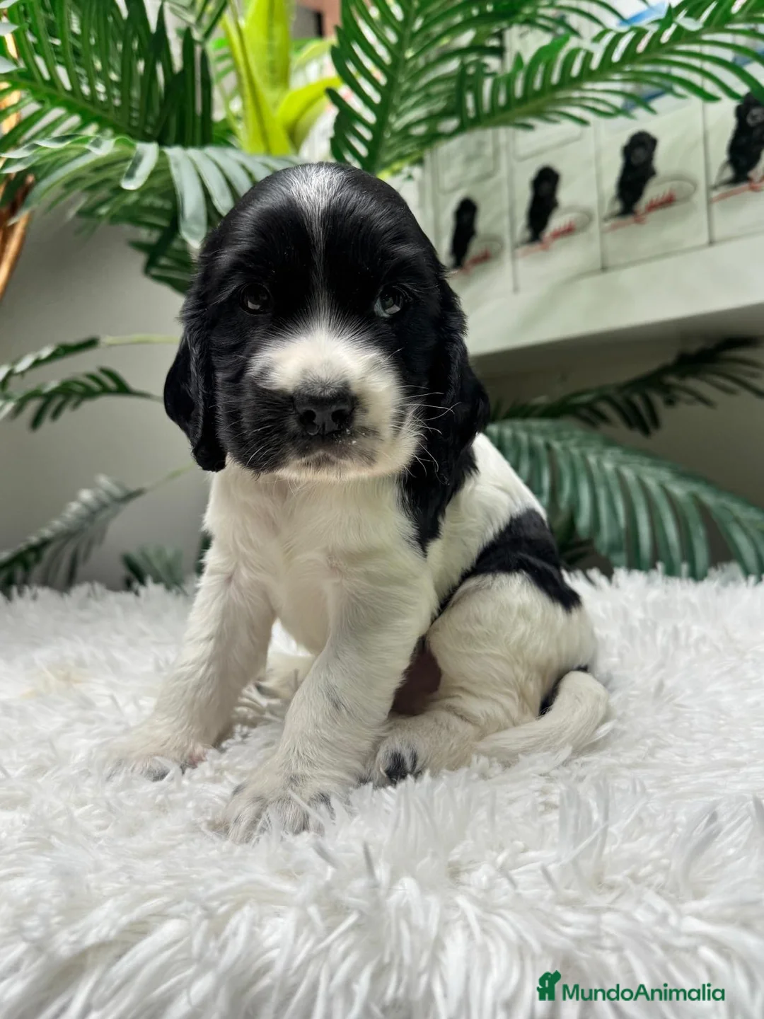 Cocker Spaniel Inglés perros en venta: COCKER 💙 - Anuncio 1