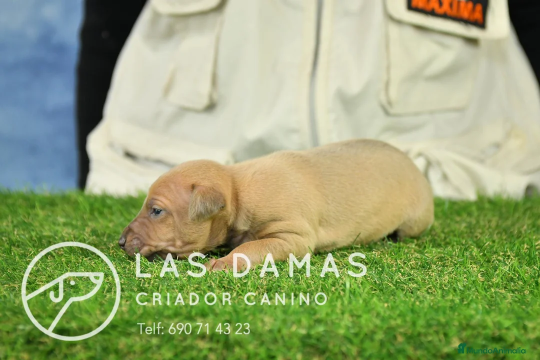 Pequeño Lebrel Italiano perros en venta: Piccolo lebrel italiano - Anuncio 2