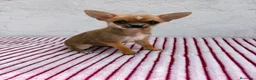 Chihuahua perros en venta: Chihuahua toy hembra  - Anuncio 5