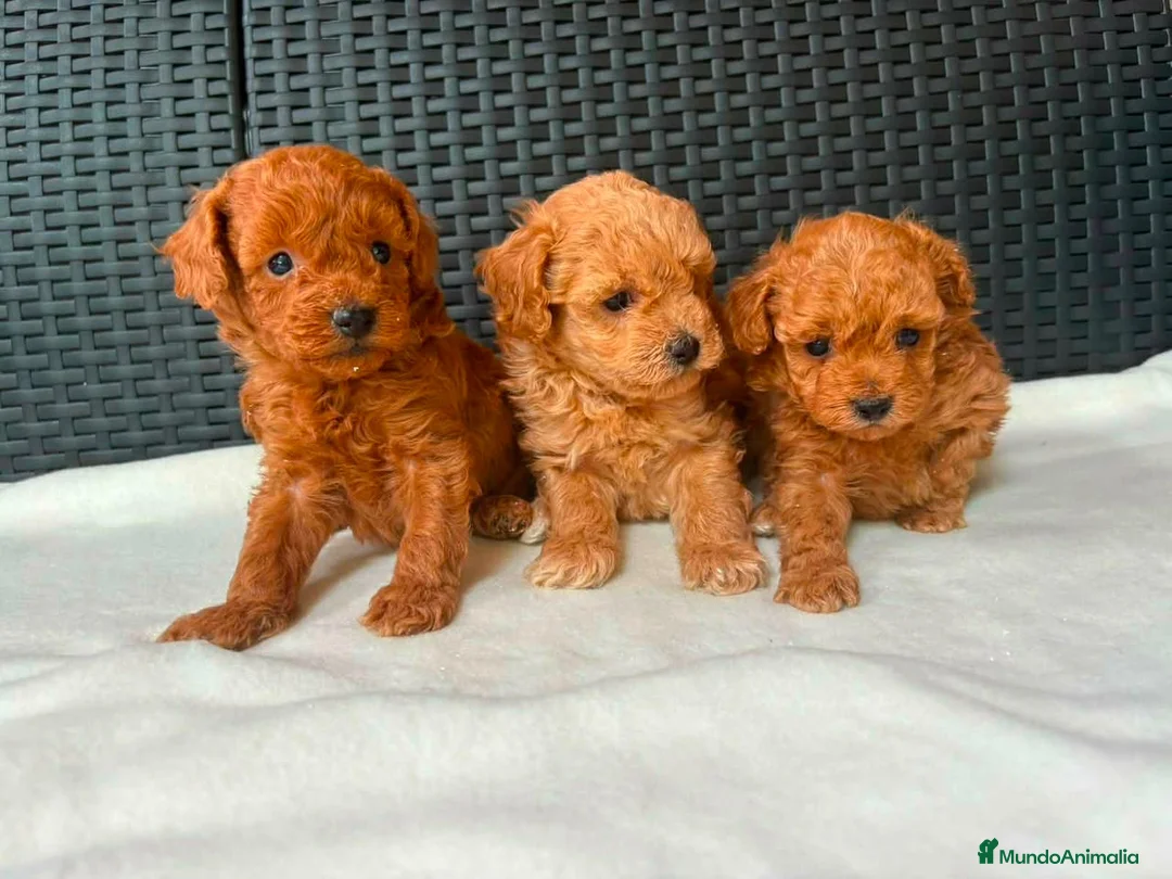 Caniche Toy perros en venta: Caniche Toy  - Anuncio 1