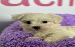 Bichón Maltés perros en venta: BICHÓN MALTÉS - Imagen 1