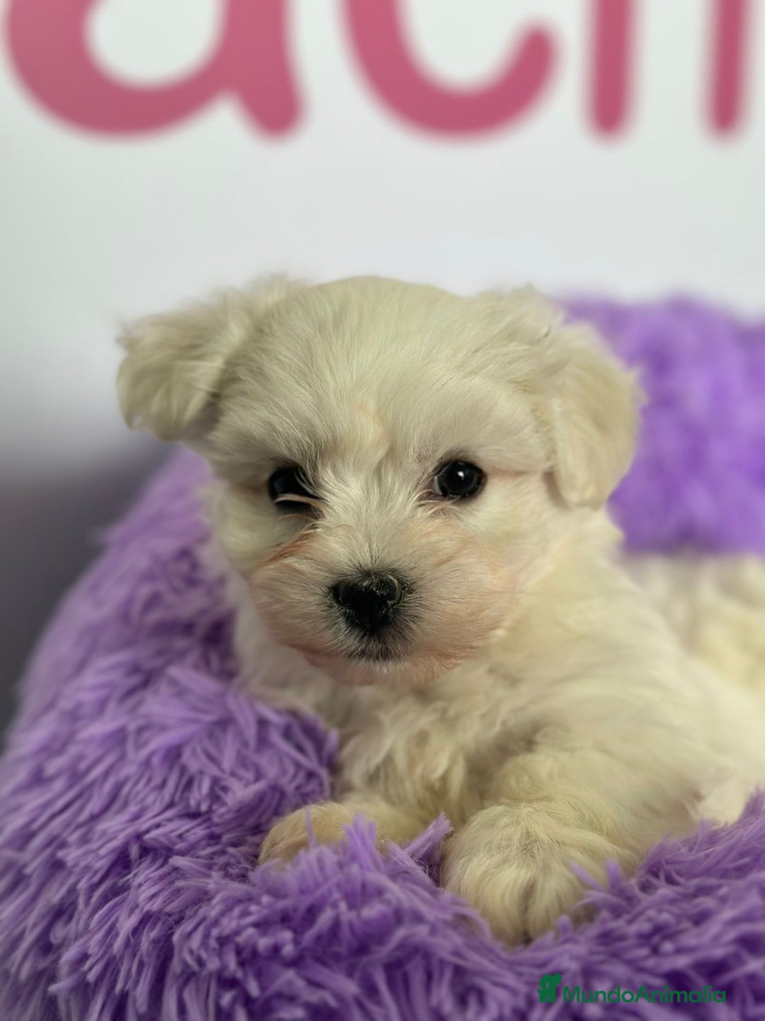 Bichón Maltés perros en venta: BICHÓN MALTÉS - Imagen 1