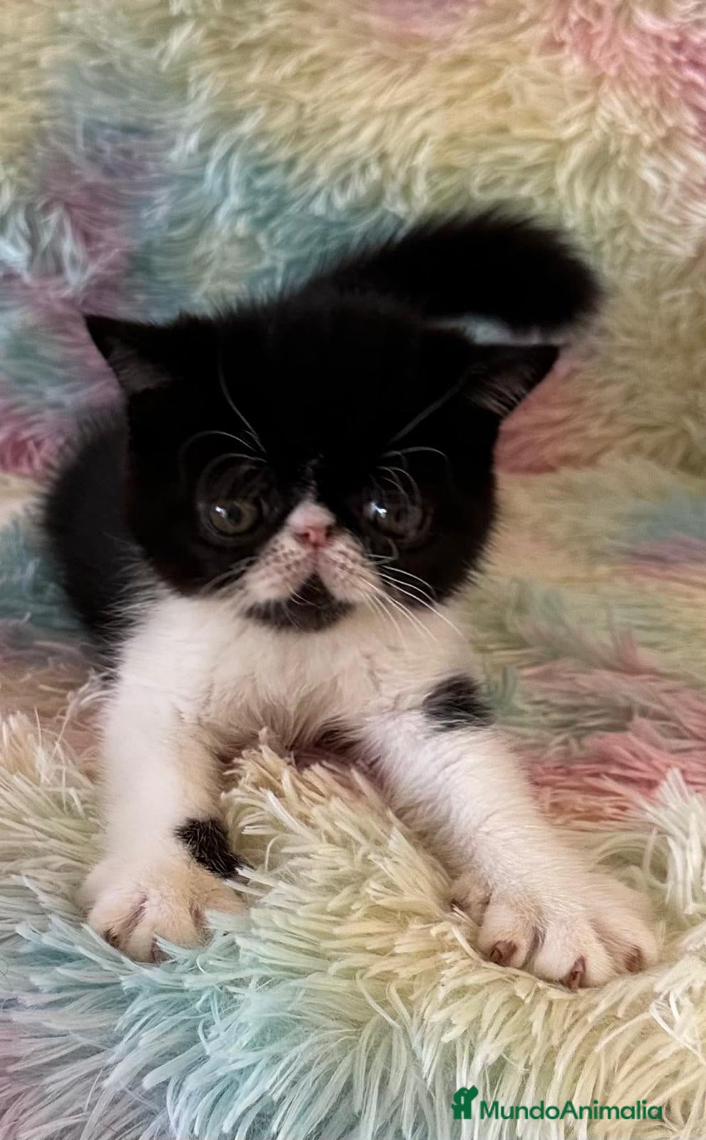 Exótico de Pelo Corto gatos Exótico short hair  - Anuncio 1