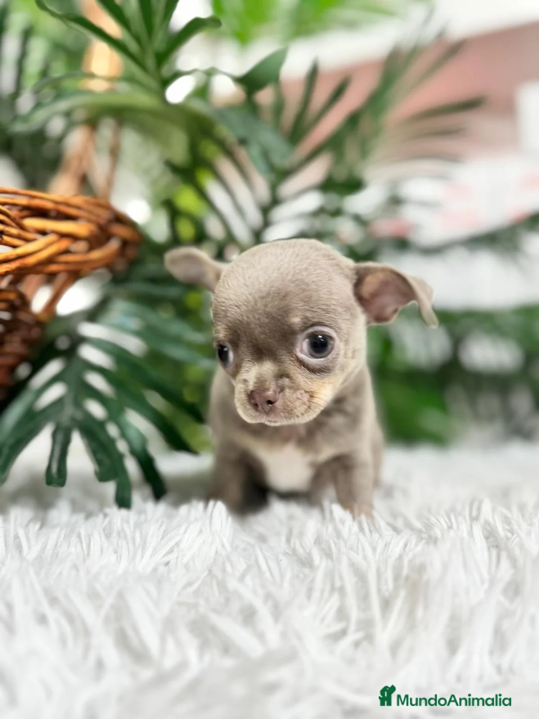 Chihuahua perros en venta: CHIHUAHUA - Anuncio 9