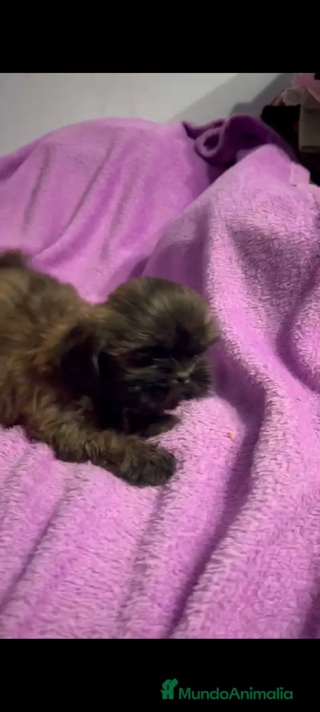 Shih Tzu perros en venta: Shitzu última hembra!! - Anuncio 7