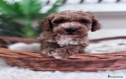 Caniche Toy perros en venta: CANICHE TOY MACHO - Imagen 3