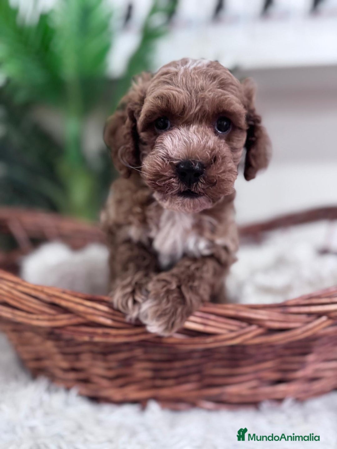 Caniche Toy perros en venta: CANICHE TOY MACHO - Imagen 3