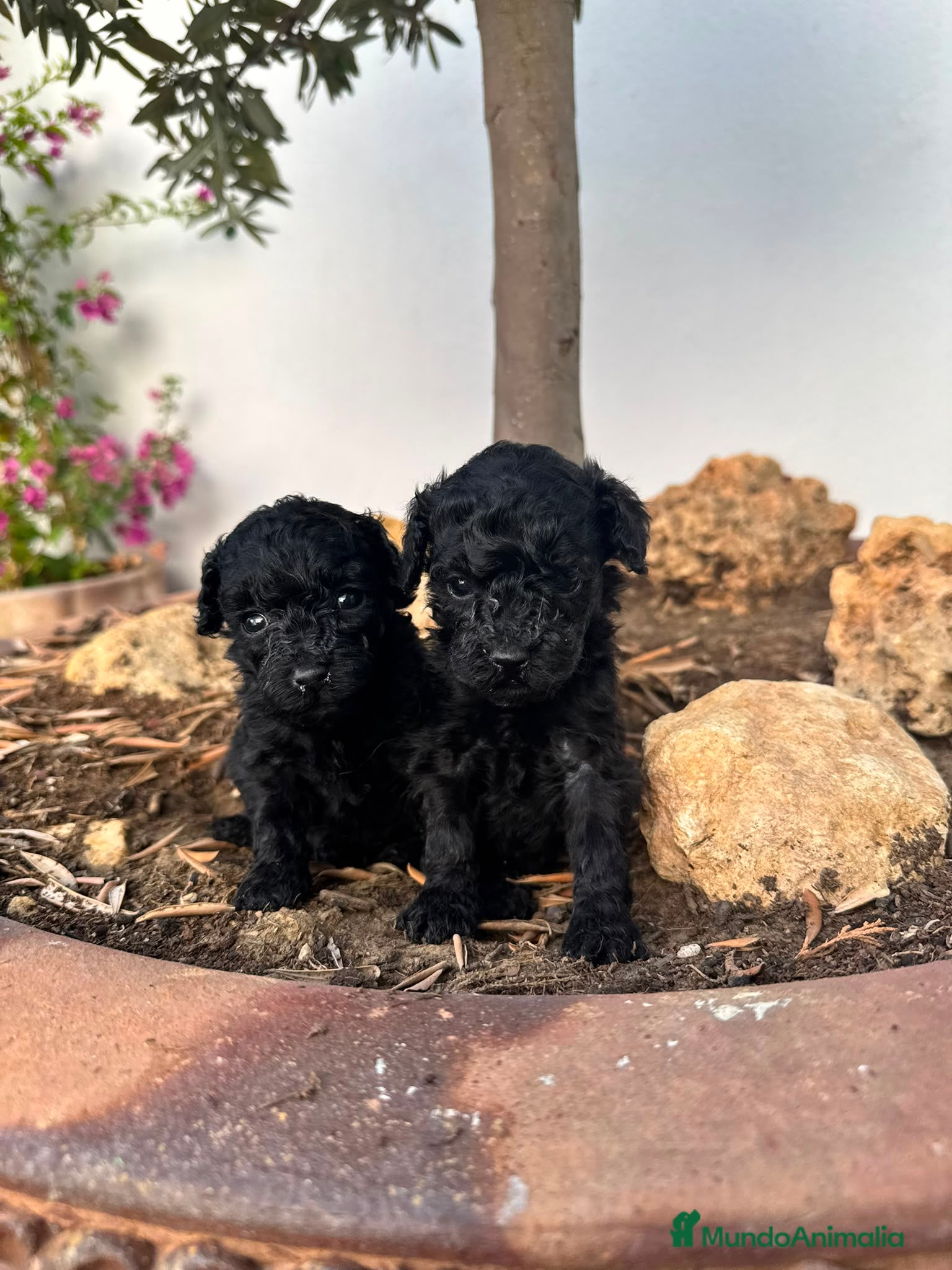 Caniche Toy perros Caniche toy  - Anuncio 2