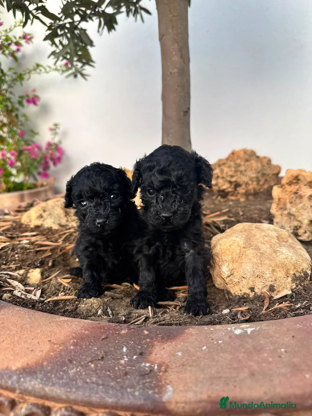 Caniche Toy perros en venta: Caniche toy  - Anuncio 1