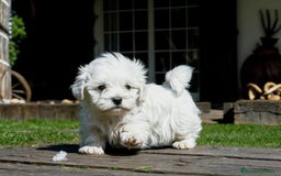 Bichón Maltés perros en venta: Precioso cachorro de bichos maltés  - Imagen 1