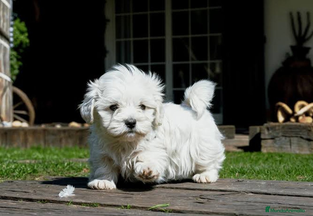Bichón Maltés perros en venta: Precioso cachorro de bichos maltés  - Imagen 1