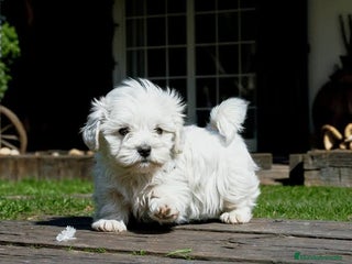 Bichón Maltés perros - Anuncio 3