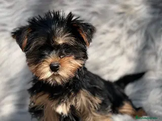 Yorkshire Terrier perros YORKY TOY MACHO DISPONIBLE en Barcelona - Anuncio 10