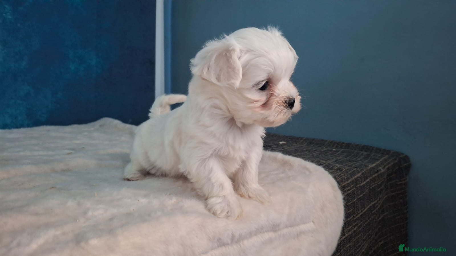 Bichón Maltés perros Bichón Maltés Cachorros Cría Responsable  - Anuncio 4