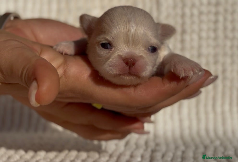 Chihuahua perros CHIHUAHUA CABEZA DE MANZANA LÍNEA RUSA MERLE - Anuncio 4