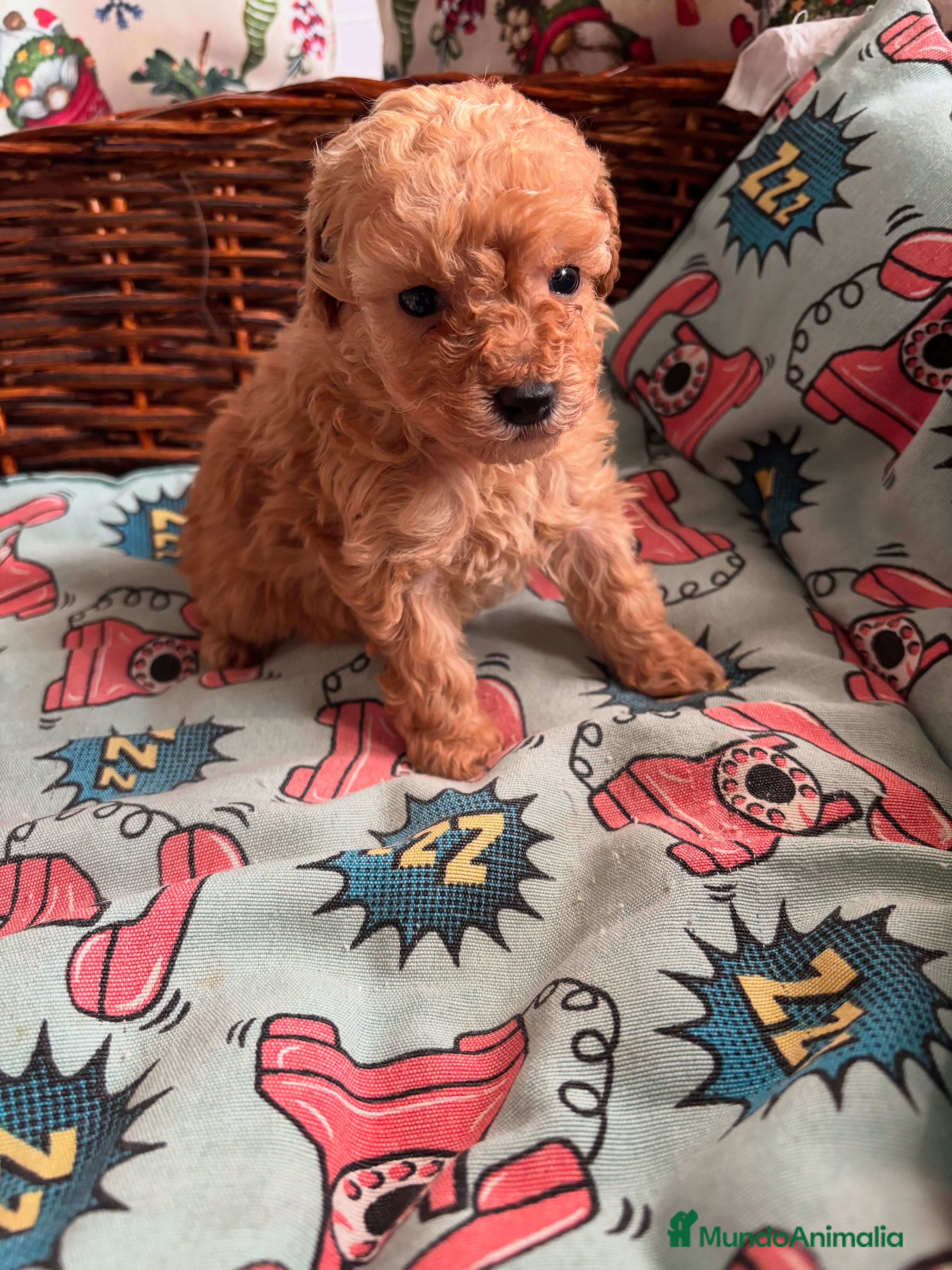 Caniche Toy perros Caniche toy apricot  - Anuncio 2