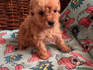 Caniche Toy perros Caniche toy apricot - Anuncio 1