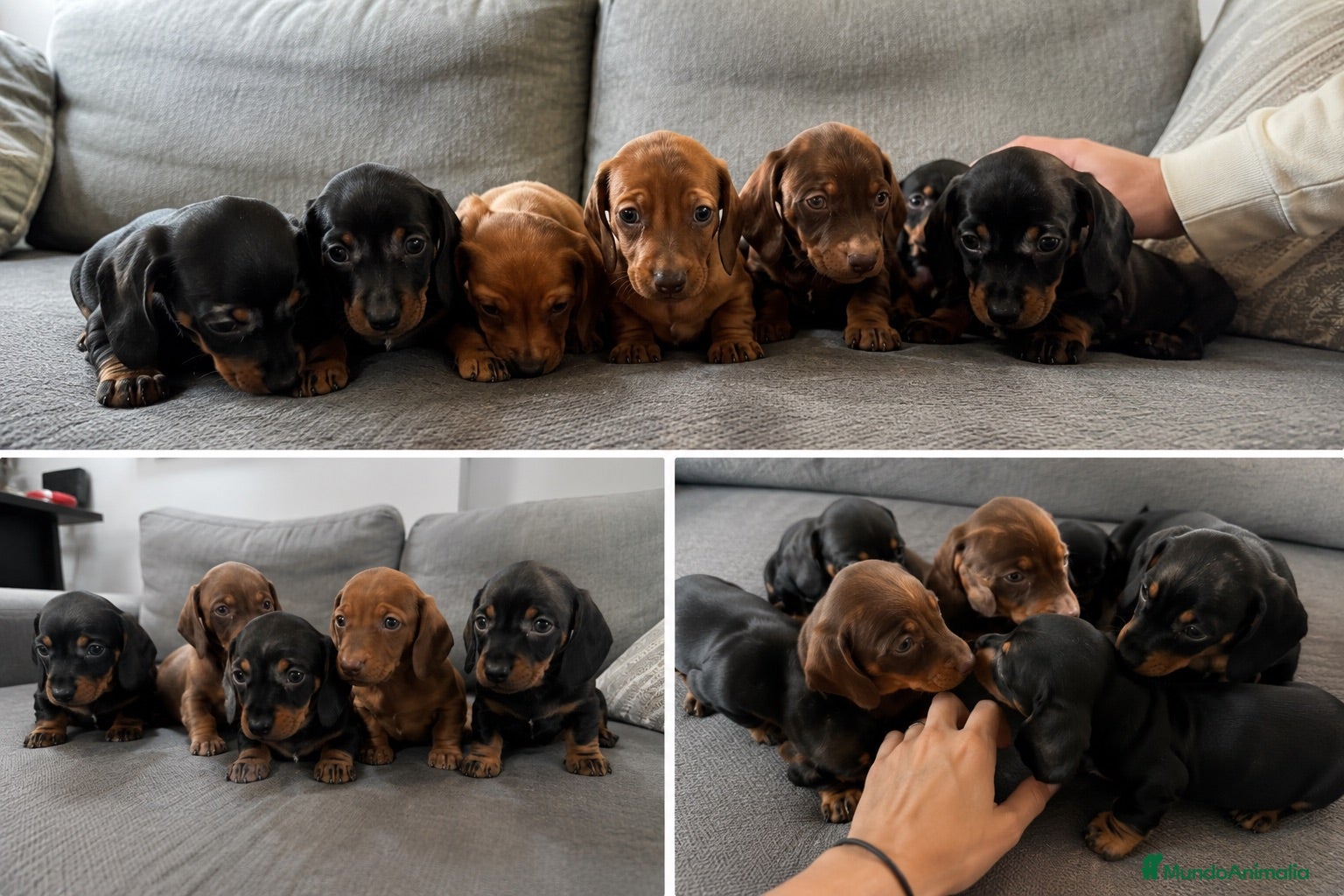 Teckel Miniatura perros TECKEL - JEREZ DE LA FRONTERA - ENTREGA  - Anuncio 1