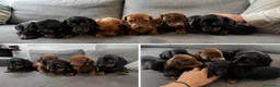 Teckel Miniatura perros en venta: TECKEL - JEREZ DE LA FRONTERA - ENTREGA  - Anuncio 1