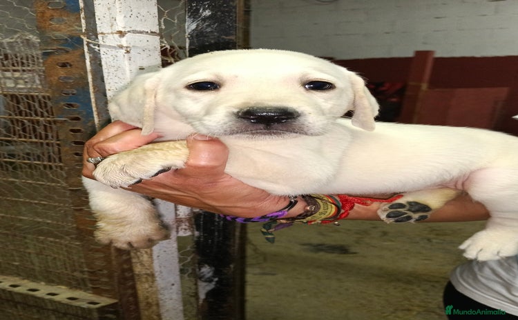 Labrador Retriever perros - Anuncio 2