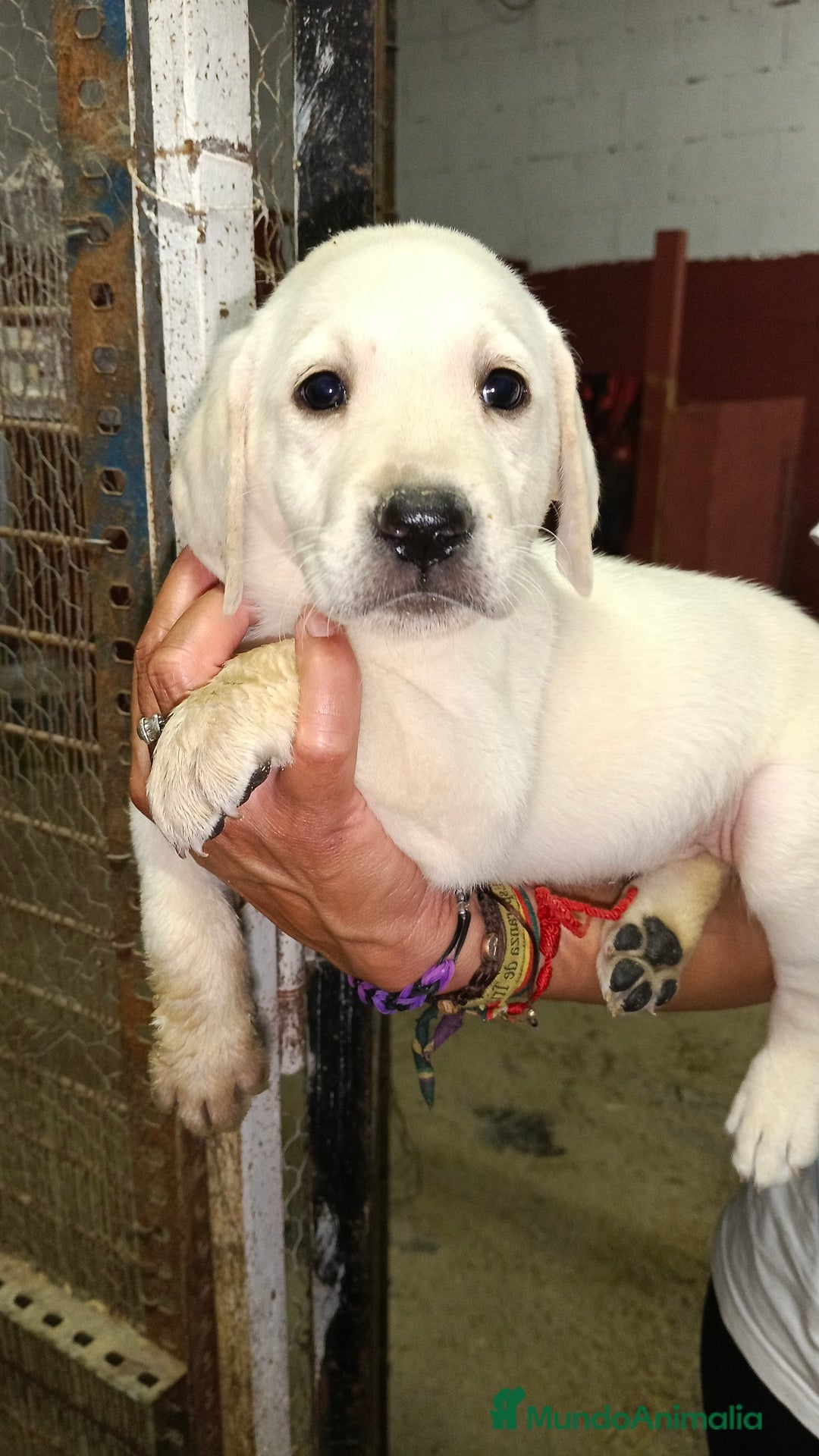 Labrador Retriever perros en venta: Labrador hembra  - Imagen 1