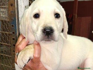 Labrador Retriever perros - Anuncio 17