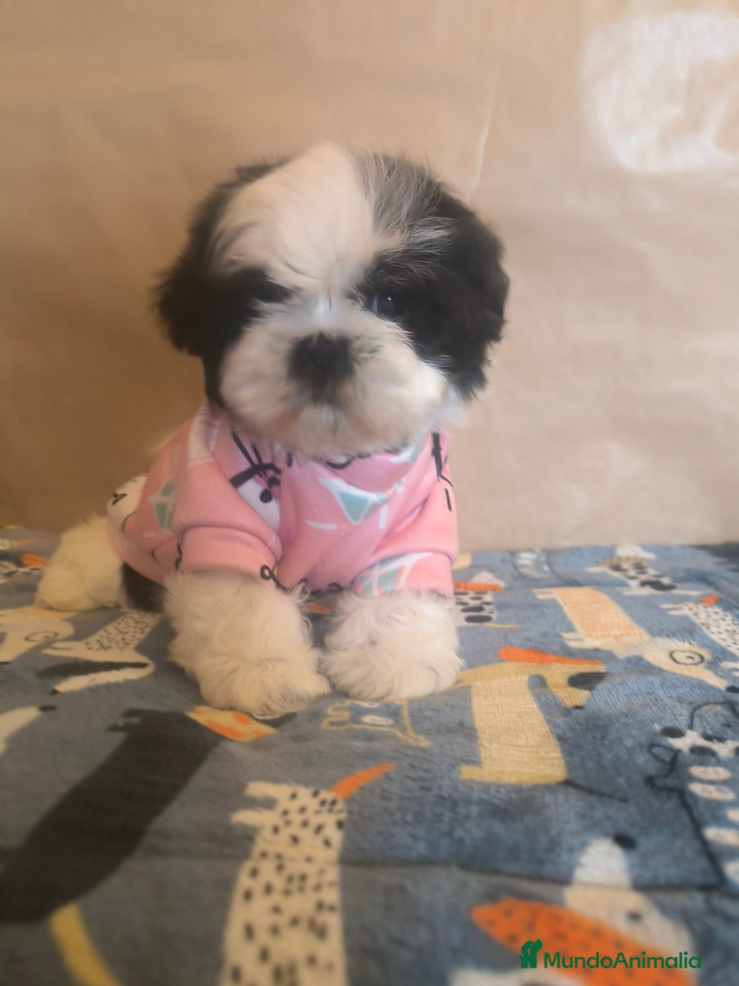 Shih Tzu perros en venta: Shitzu mini - Anuncio 2
