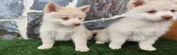 Pomsky perros en venta: Pomsky  - Anuncio 3