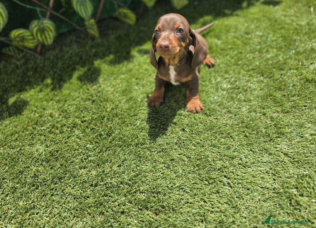 Teckel Miniatura perros TECKEL KANNINCHEN & MINIATURA CHOCOLATE - Anuncio 1