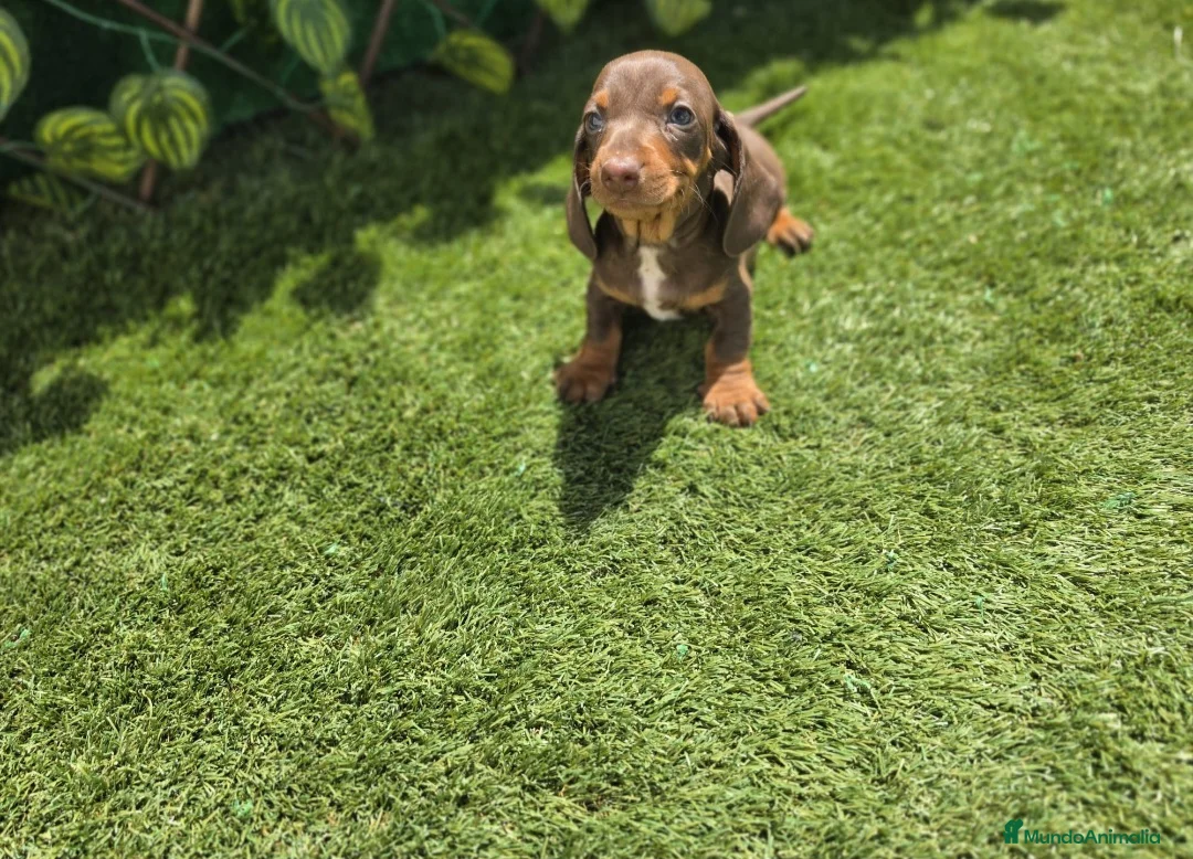 Teckel Miniatura perros en venta: TECKEL KANNINCHEN & MINIATURA CHOCOLATE - Anuncio 1