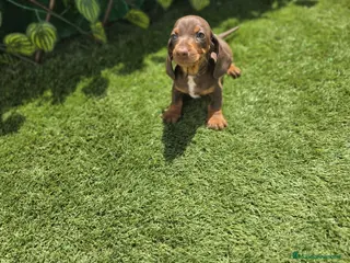 Teckel Miniatura perros TECKEL KANNINCHEN & MINIATURA CHOCOLATE - Anuncio 1