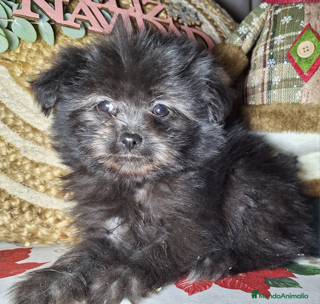 Raza Mixta perros en venta: MALTIPOO  - Anuncio 4