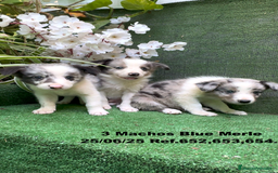 Border Collie perros en venta: BORDER COLLIE DE VILLA BIZNAGA - Imagen 6