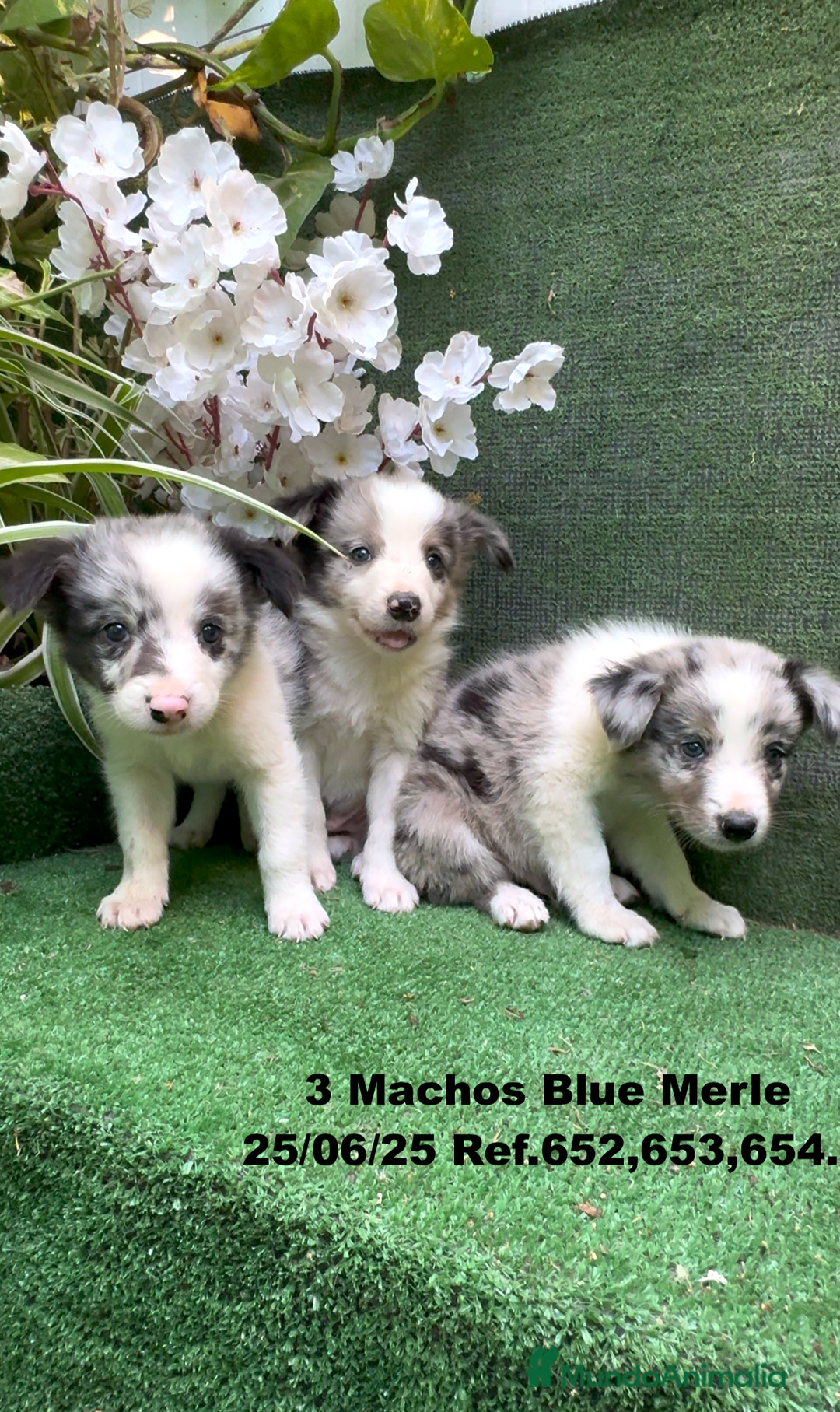 Border Collie perros en venta: BORDER COLLIE DE VILLA BIZNAGA - Imagen 6
