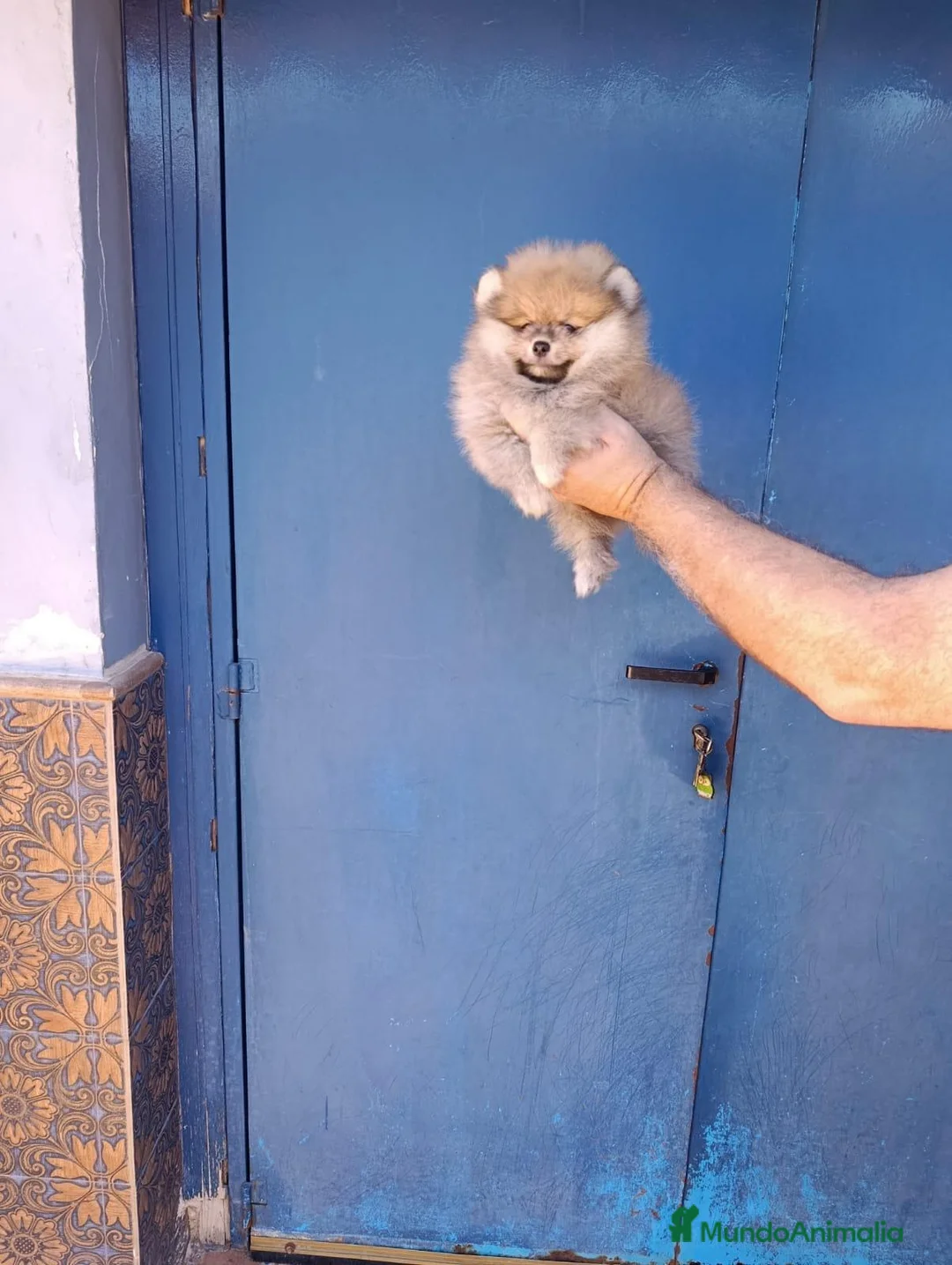 Pomerania perros en venta: Pomerania osito macho  - Anuncio 2