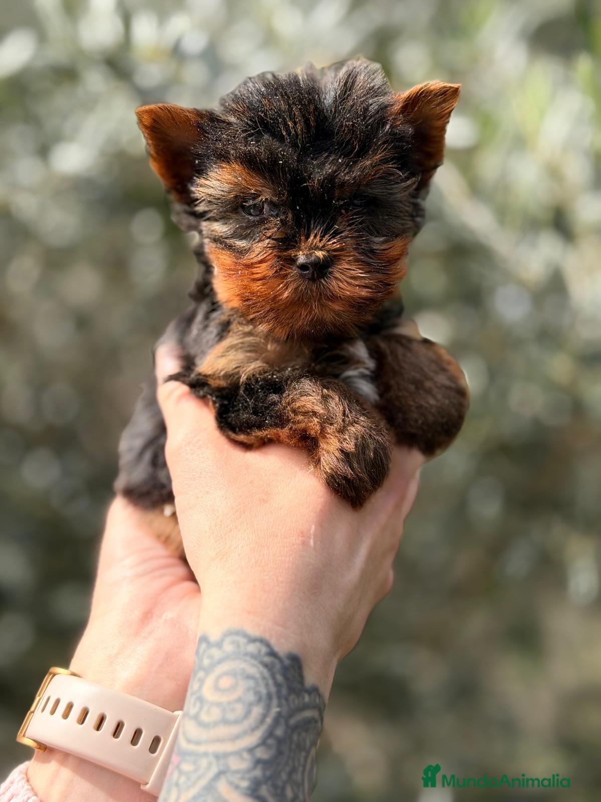 Yorkshire Terrier perros YORKSHIRE TERRIER MACHO - Anuncio 3