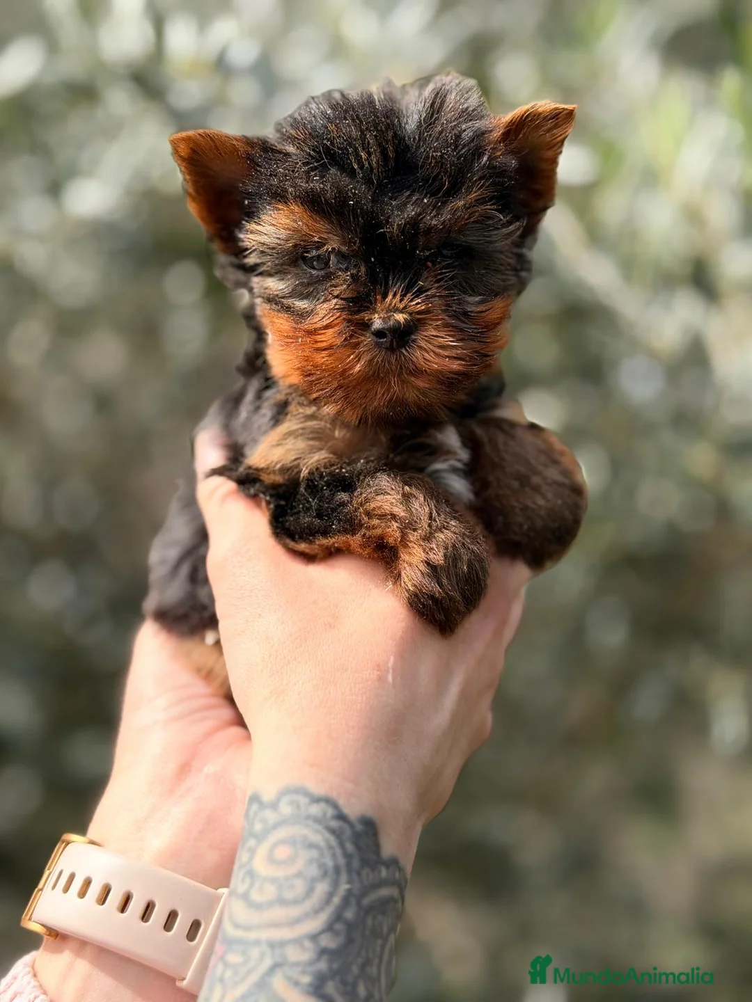 Yorkshire Terrier perros en venta: YORKSHIRE TERRIER MACHO - Anuncio 1