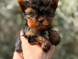 Yorkshire Terrier perros YORKSHIRE TERRIER MACHO - Anuncio 3