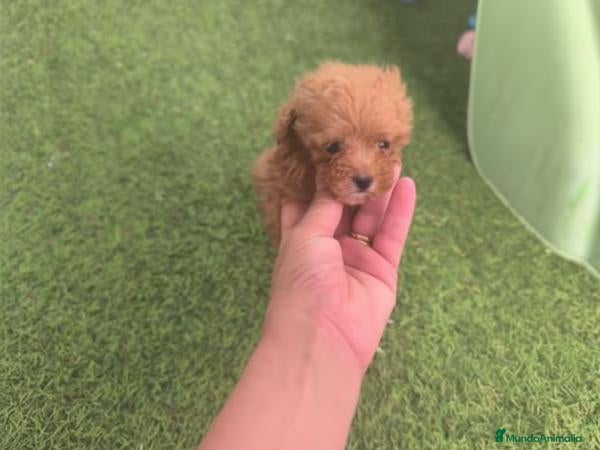 Caniche Toy perros Cachorros de caniche toy - Anuncio 2