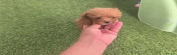 Caniche Toy perros en venta: Cachorros de caniche toy - Anuncio 2
