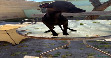 Pequeño Lebrel Italiano perros Pequeño lebrel italiano piccolo - Anuncio 1