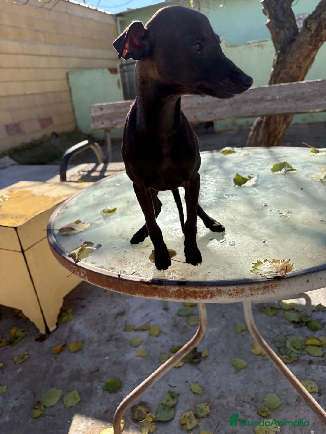 Pequeño Lebrel Italiano perros en venta: Pequeño lebrel italiano piccolo - Anuncio 3