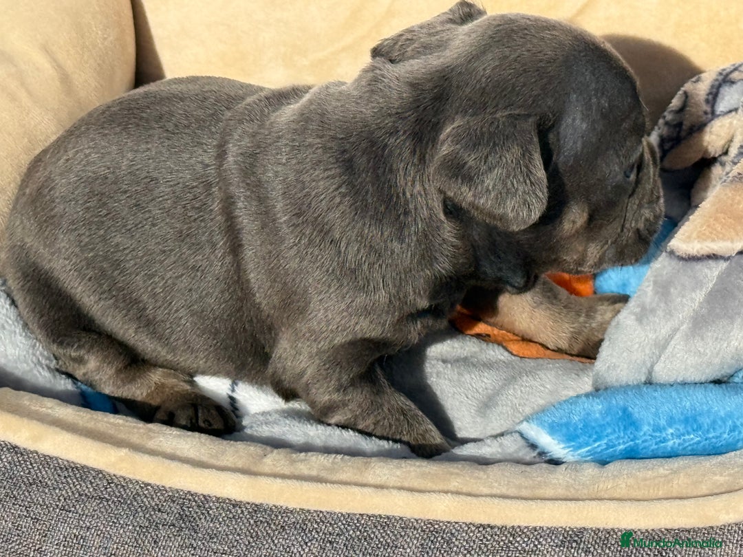 Bulldog Francés perros en venta: Bulldog francés Blue an tan  - Anuncio 2