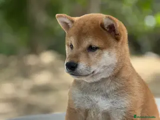 Shiba Inu perros Shiba inu macho - Anuncio 14