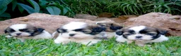 Shih Tzu perros en venta: SHIH TZU - Anuncio 2