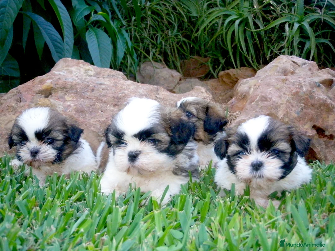 Shih Tzu perros en venta: SHIH TZU - Anuncio 2