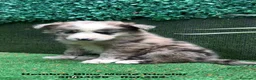 Border Collie perros en venta: BORDER COLLIE DE VILLA BIZNAGA. Hembra Blue Merle - Anuncio 11