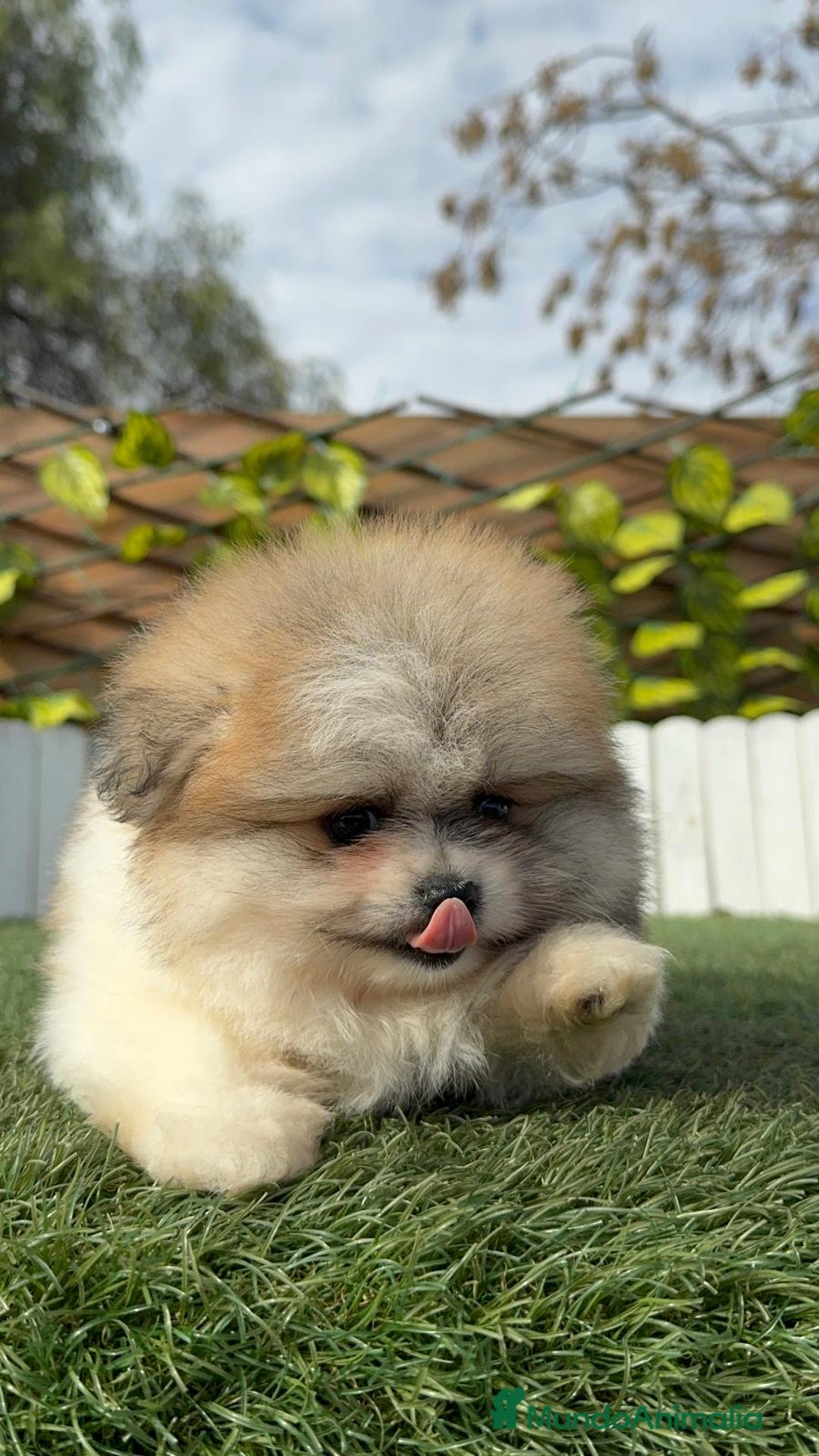 Pomerania perros en venta: POMERANIA HEMBRA - Anuncio 2