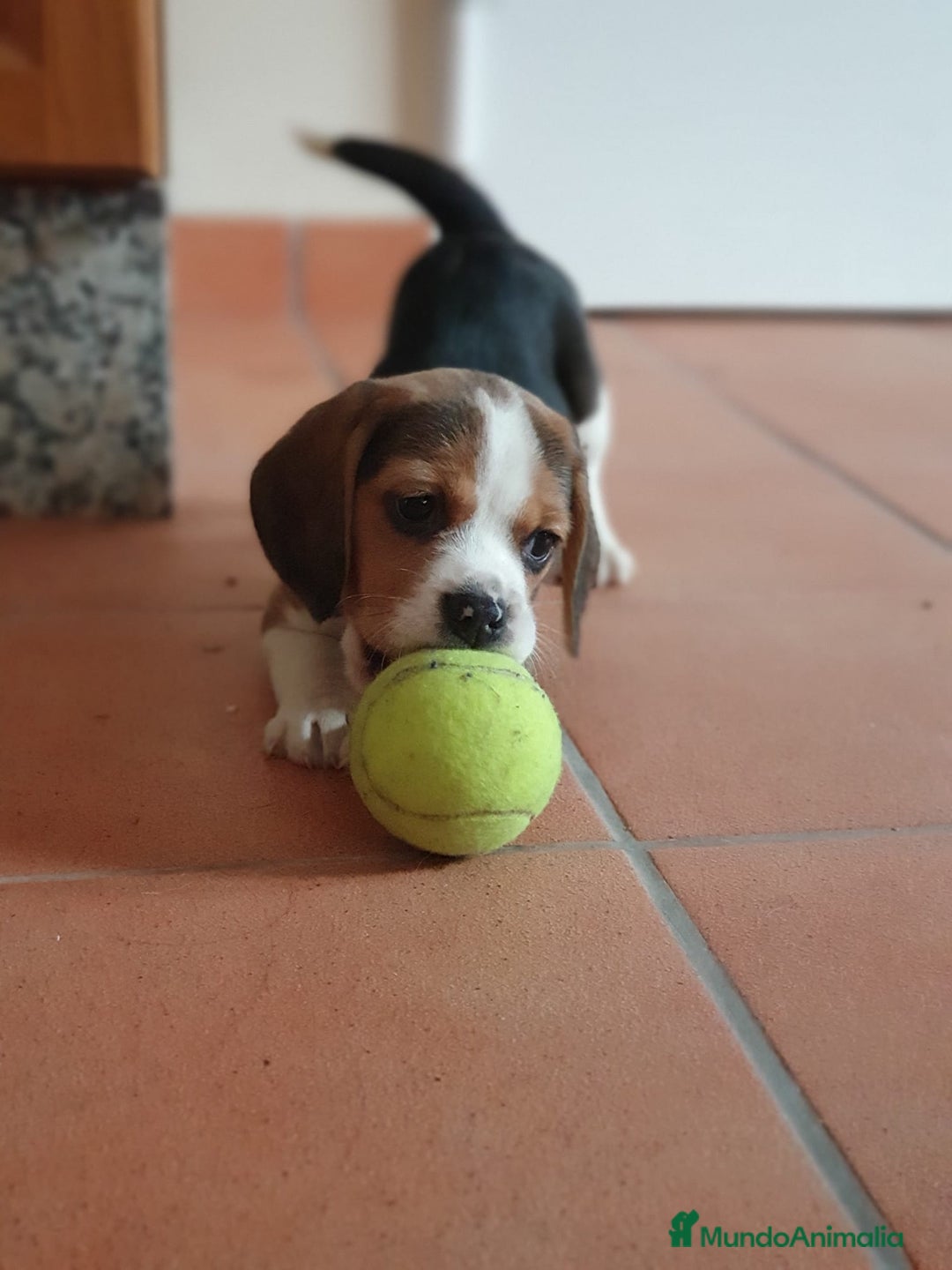 Beagle perros en venta: Cachorros Beagle 500€ ¡PRECIO REAL! - Imagen 2